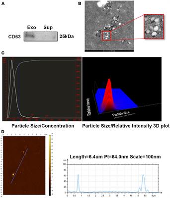 ADSC Exosomes Mediate lncRNA-MIAT Alleviation of Endometrial Fibrosis by Regulating miR-150-5p